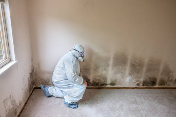 Best Mold Damage Repair  in Paradise, NV