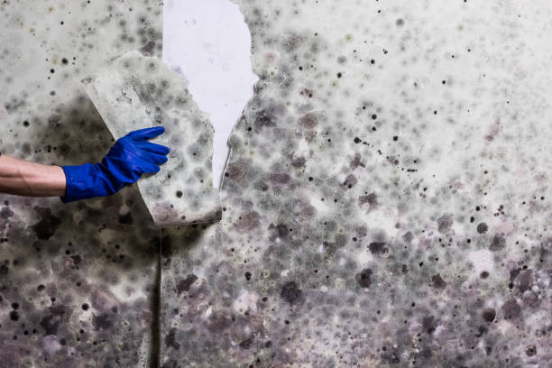 Best Crawl Space Mold Removal  in Paradise, NV